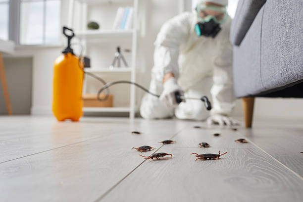 Post-Treatment Bed Bug Interceptor Monitoring in El Cerro